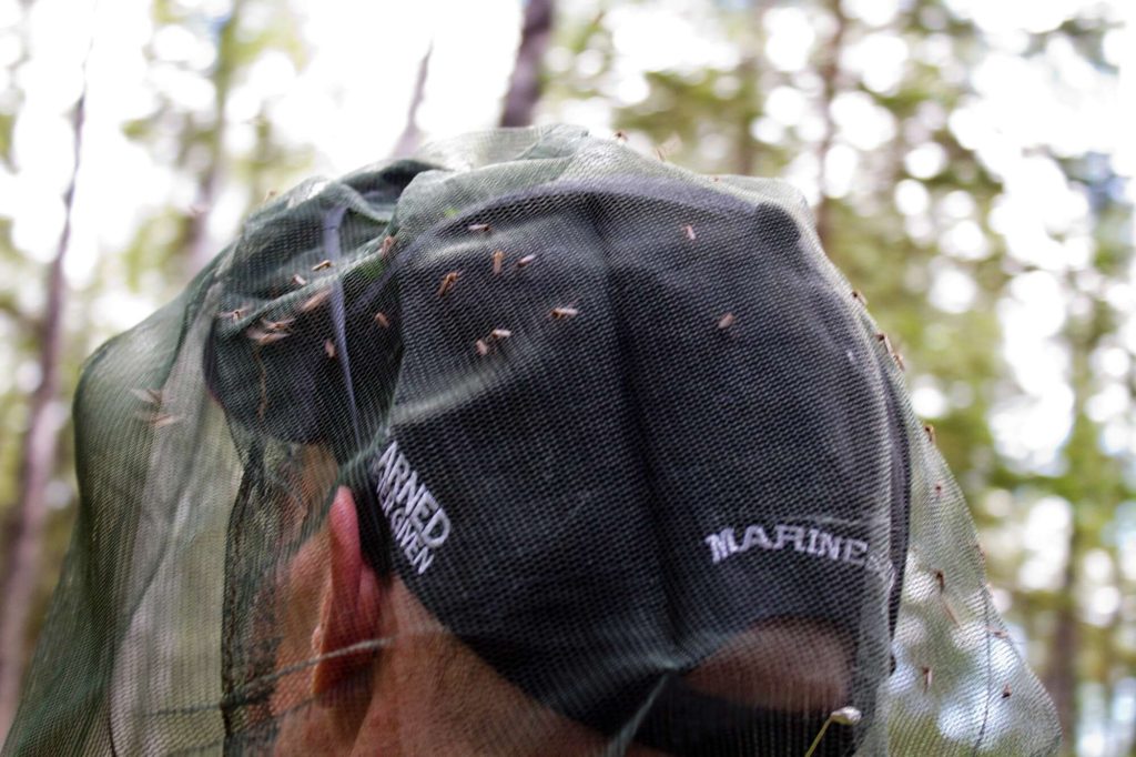 mosquitoes in net on head in alaska