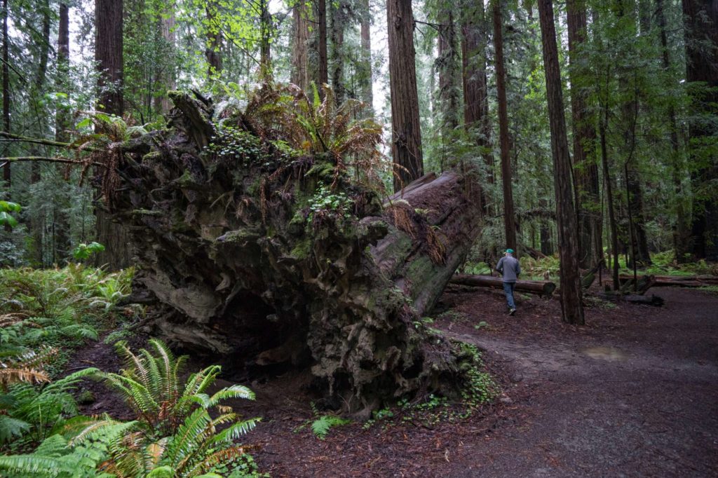 avenue of the giants drury/chaney grove