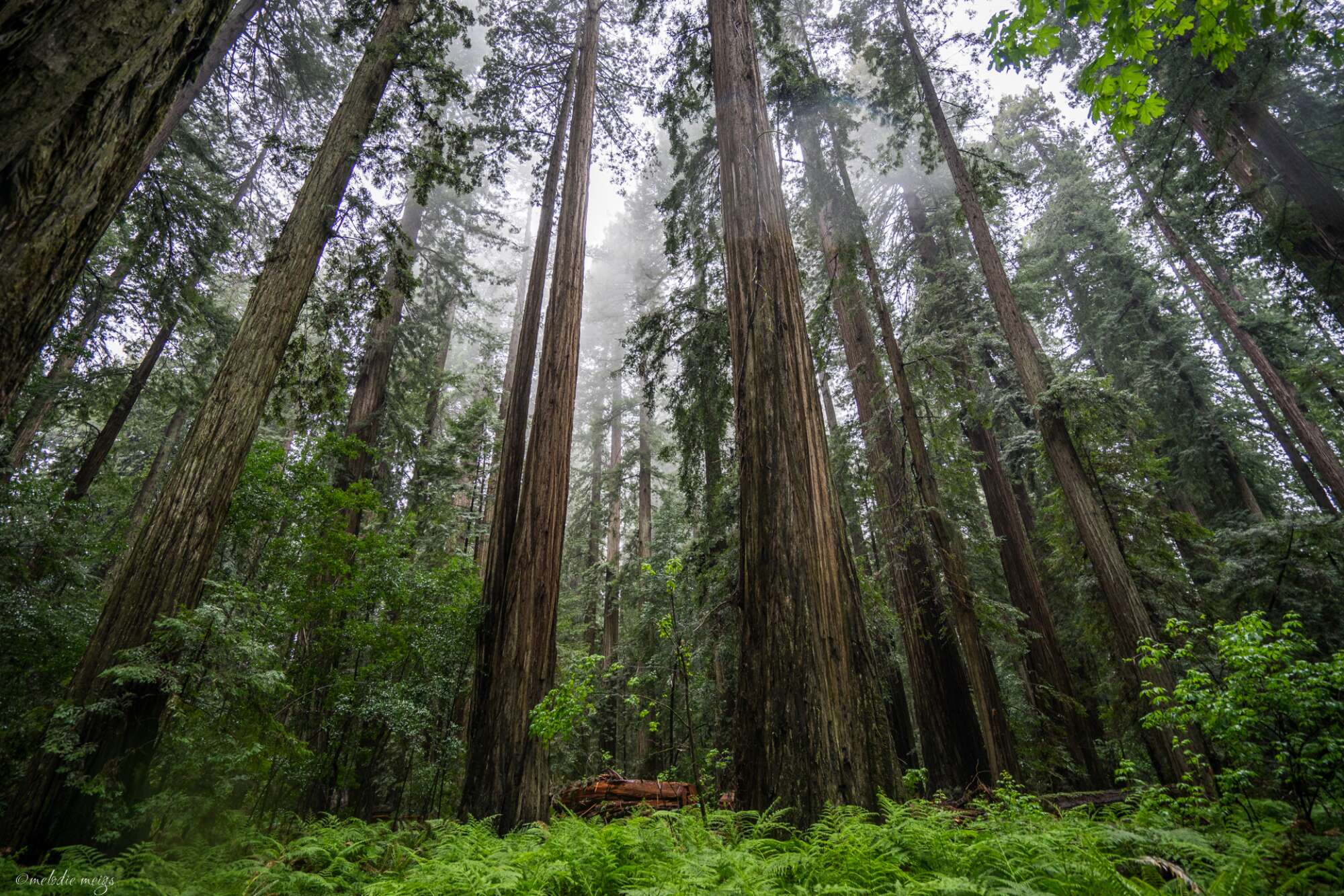 avenue of the giants looking up at trees