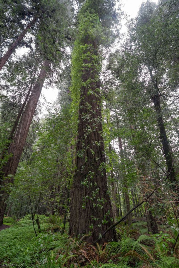 avenue of the giants poison oak on redwood