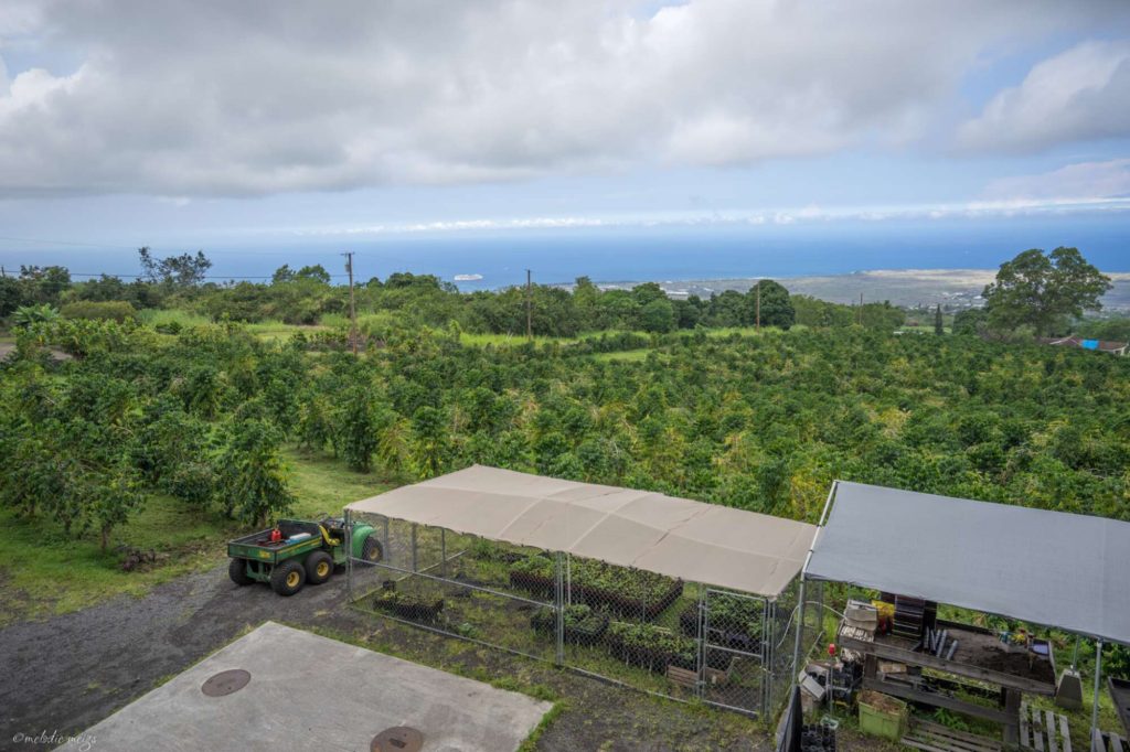 Greenwell Coffee Plantation big island hawaii