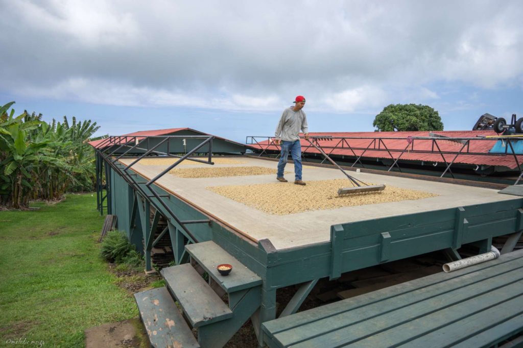 Greenwell Coffee Plantation big island hawaii drying coffee seeds