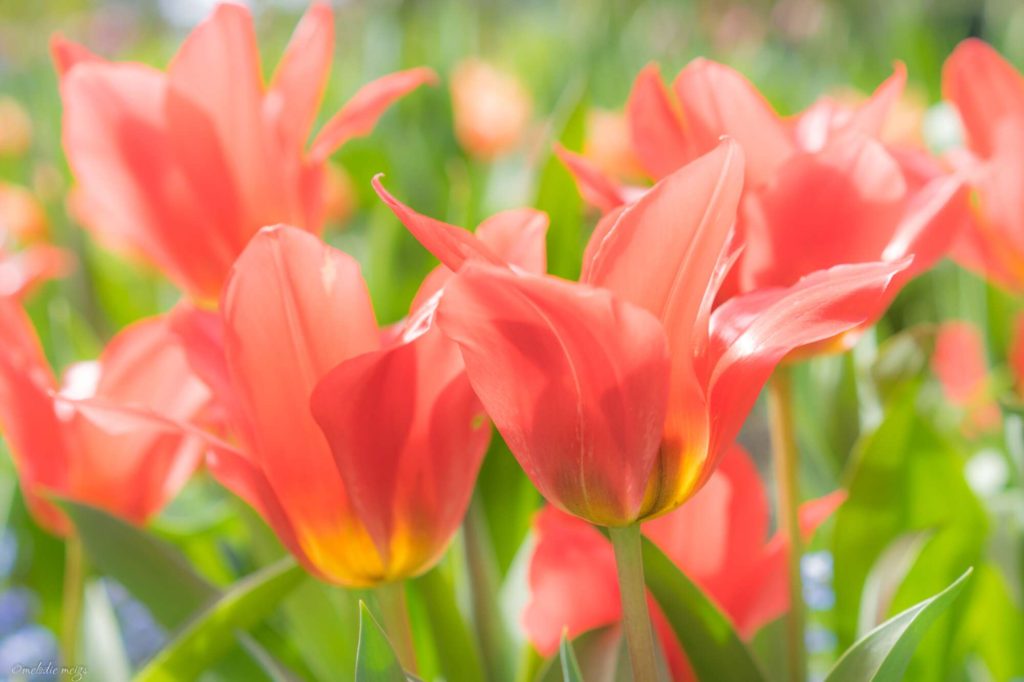 butchart gardens flowers tulips