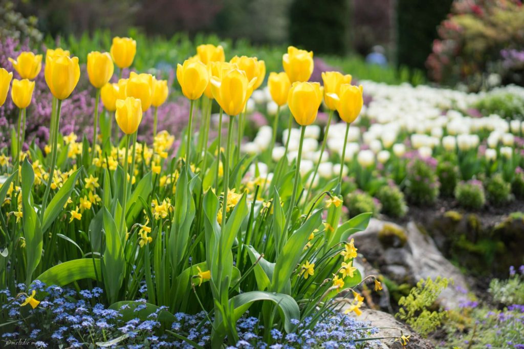 butchart gardens flowers yellow tulips