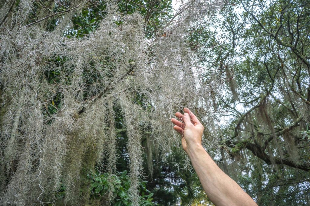 spanish moss in the south