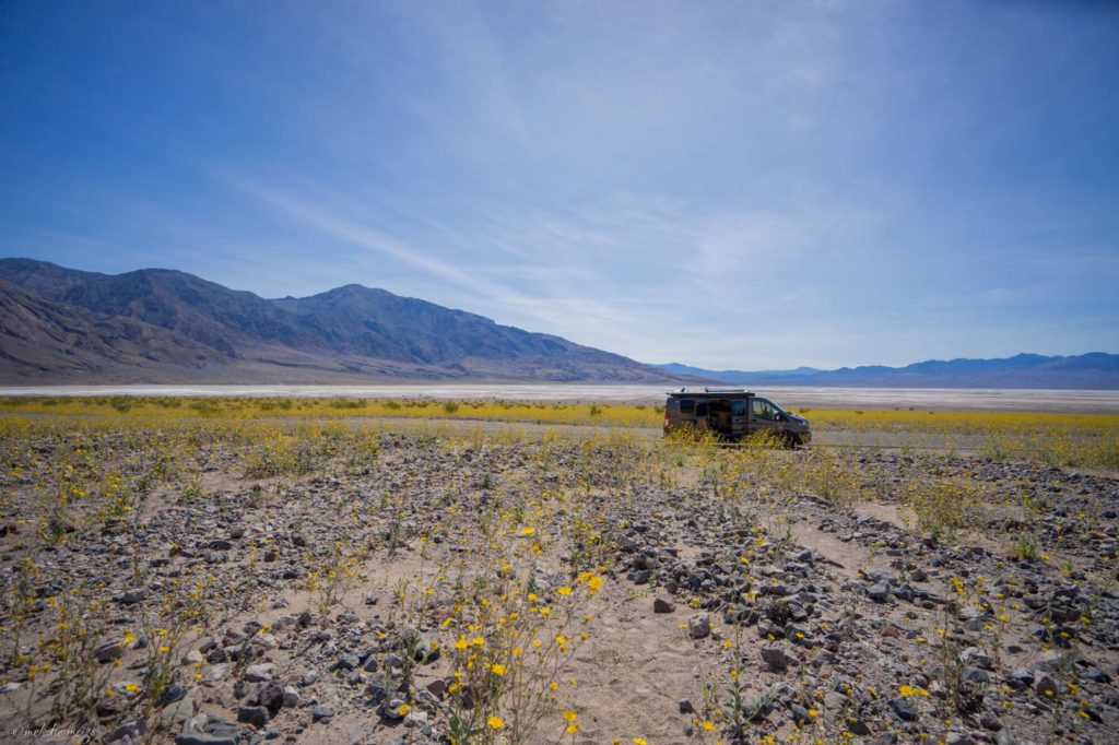 Death Valley Wildflower bloom, field of yellow