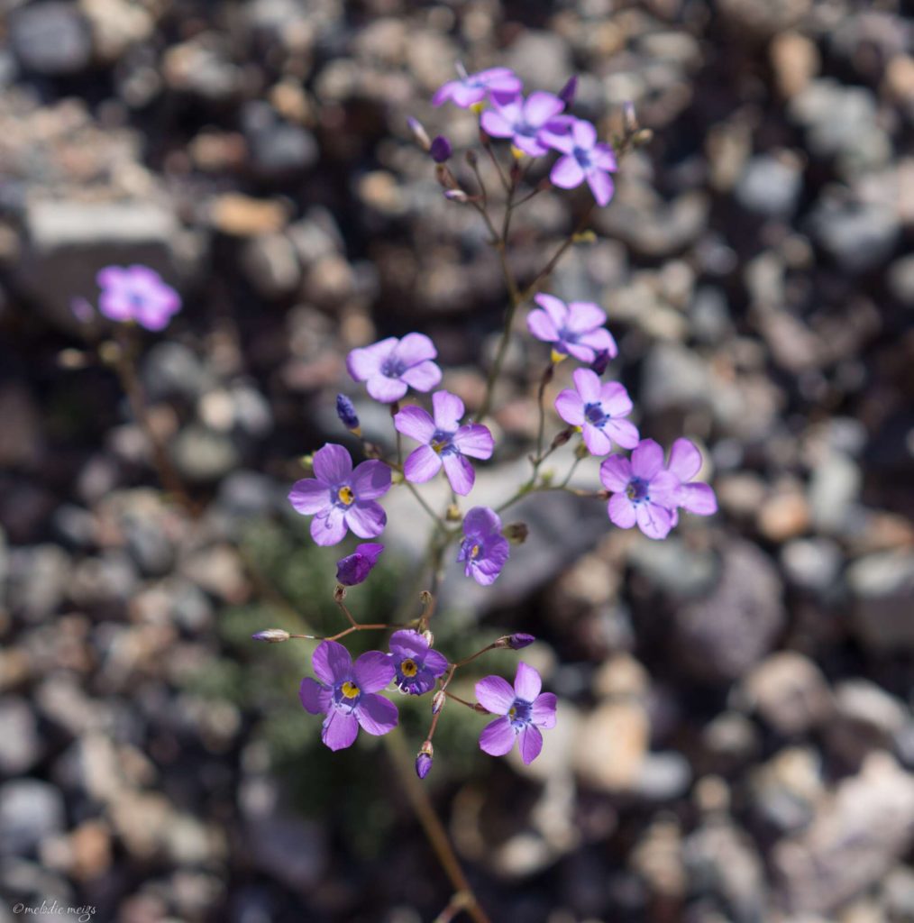 Death Valley Wildflower bloom, fremont phacelia