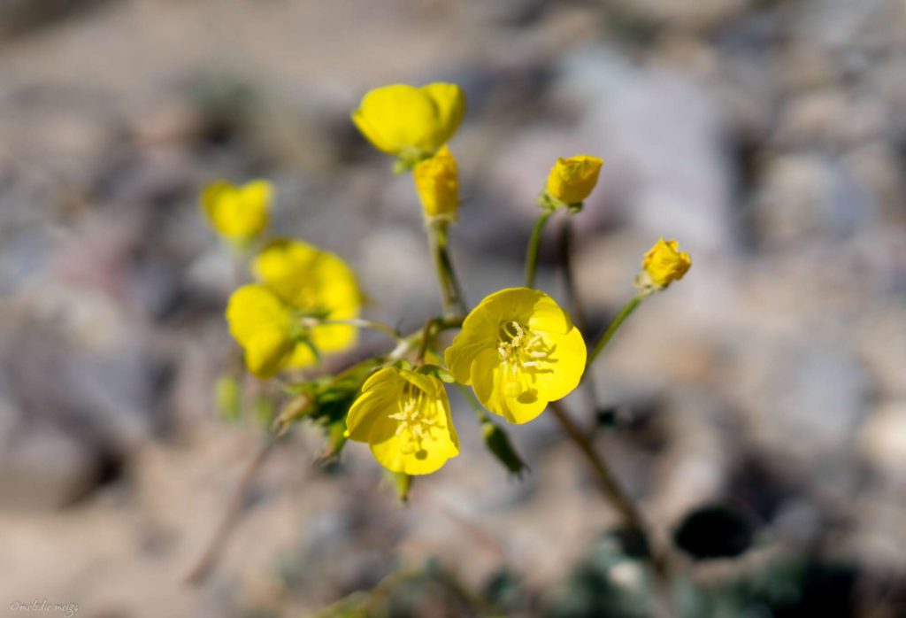 Death Valley Wildflower bloom, desert evening primrose