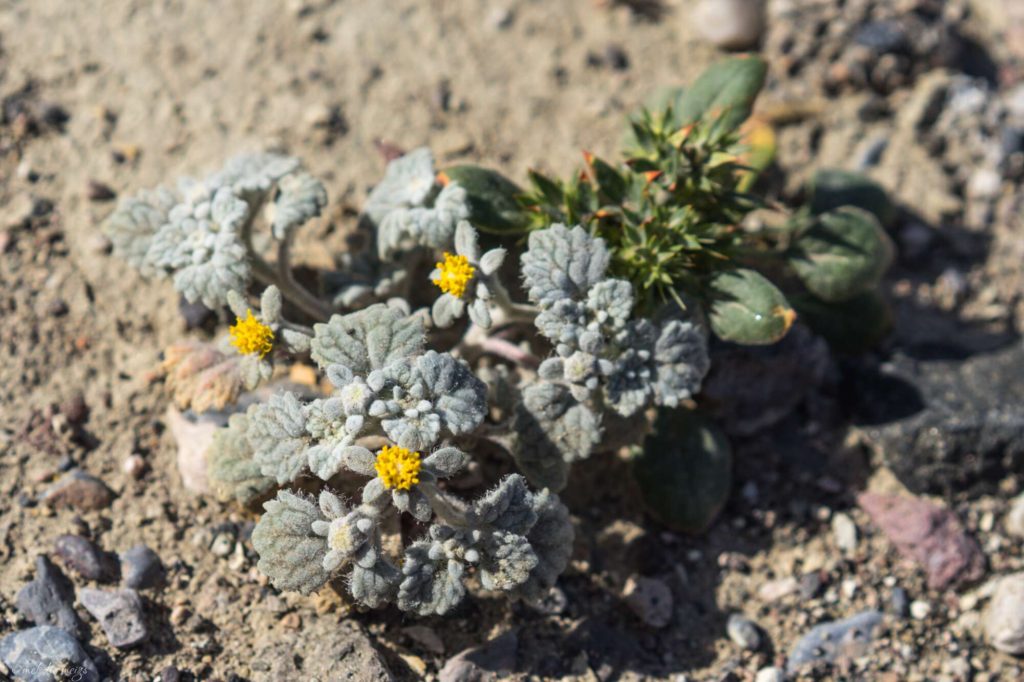 Death Valley Wildflower bloom,