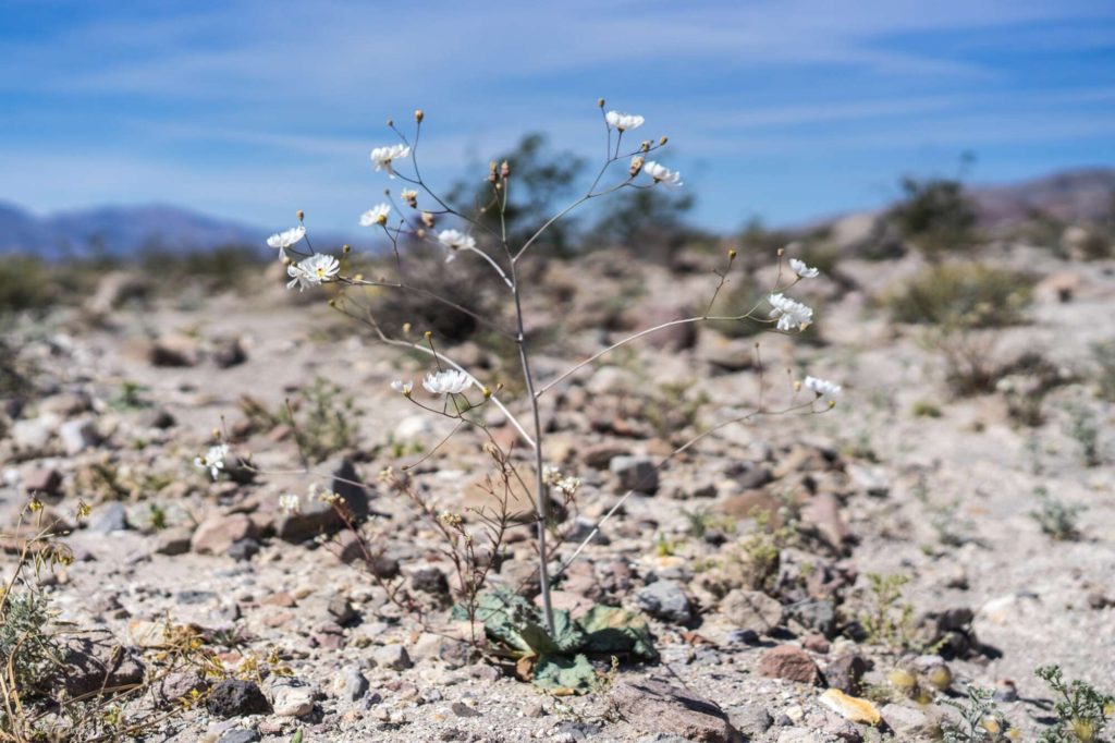 Death Valley Wildflowers Gravel Ghost