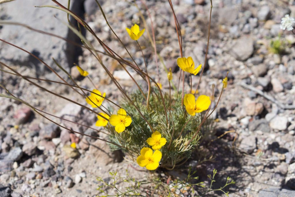 Death Valley Wildflowers, Desert gold poppy