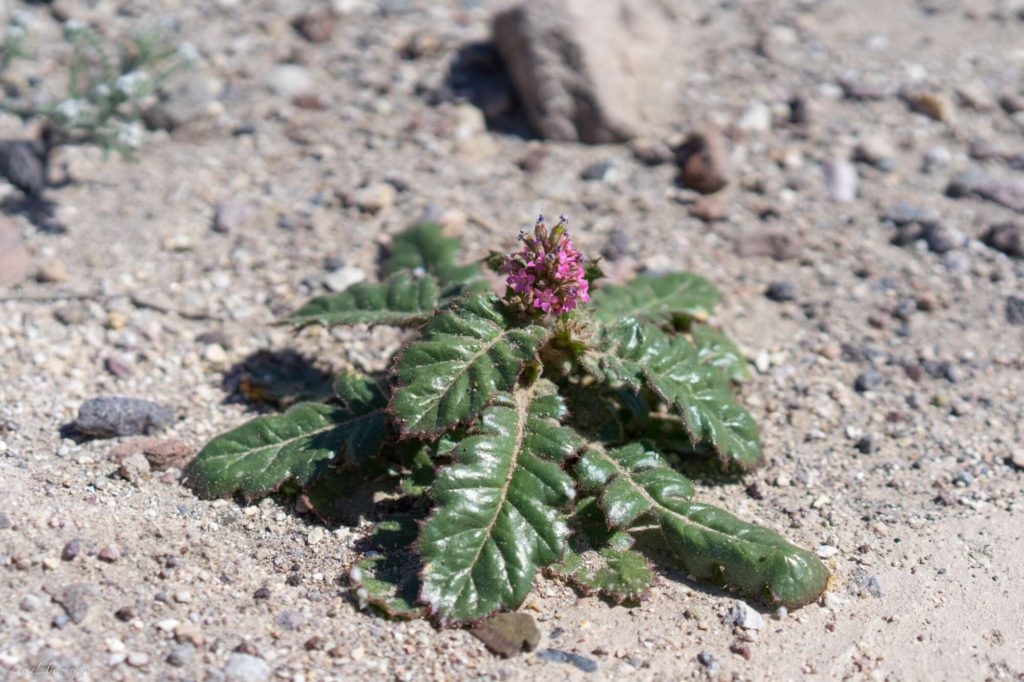 Death Valley Wildflowers, broad-leaved gilia
