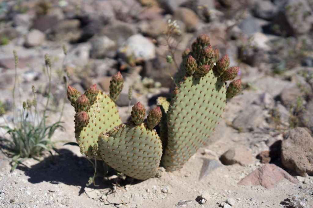 Death Valley Wildflower bloom, beavertail cactus