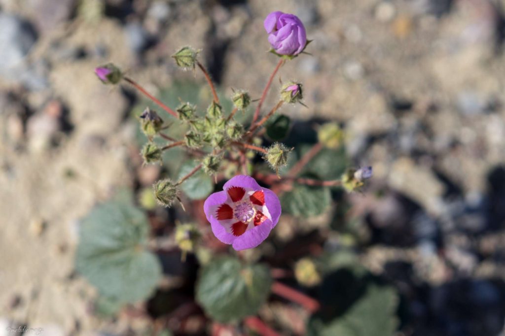 Death Valley Wildflower bloom, desert five-spot