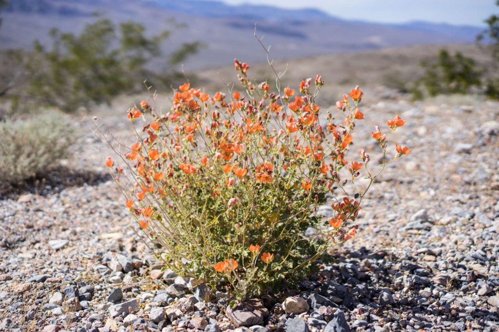 Death Valley Wildflower bloom, desert chicory