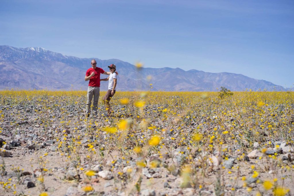 Death Valley Wildflower bloom, portrait