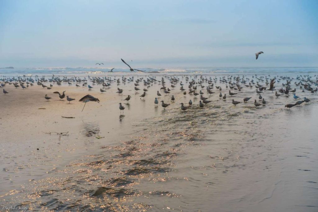 kalaloch beach birds