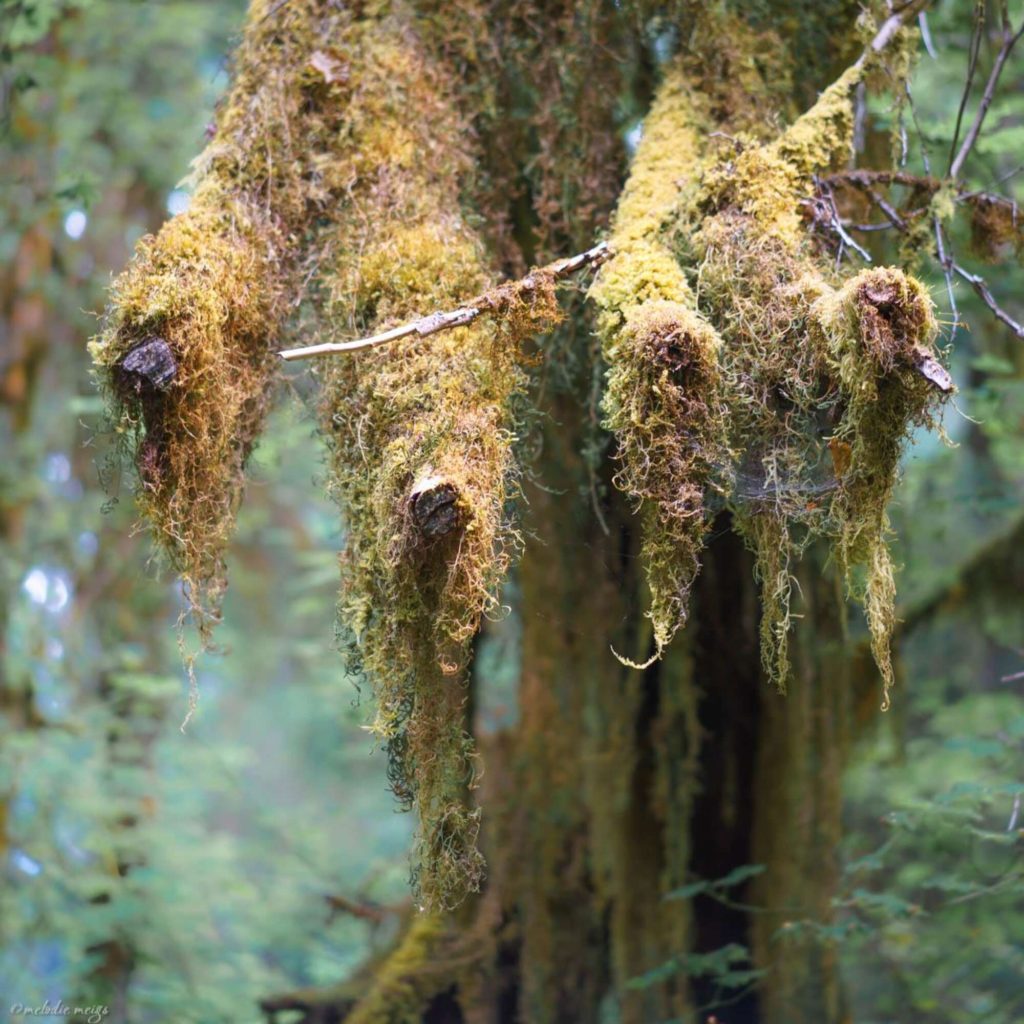 olympic national park moss