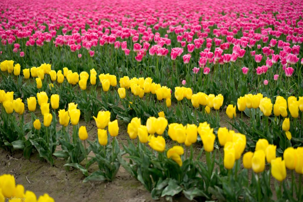 skagit valley tulip festival yellow and pink row