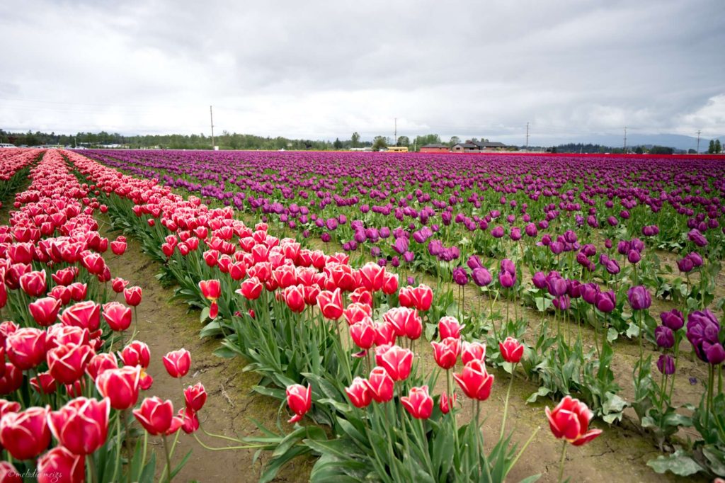 skagit valley tulip festival pink and purple