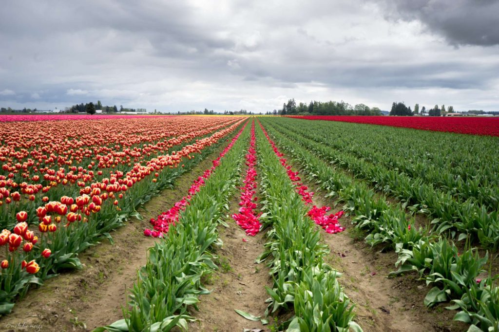 skagit valley tulip festival flower petals in rows