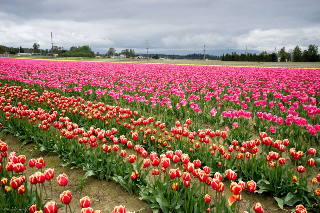 skagit valley tulip festival red and pink