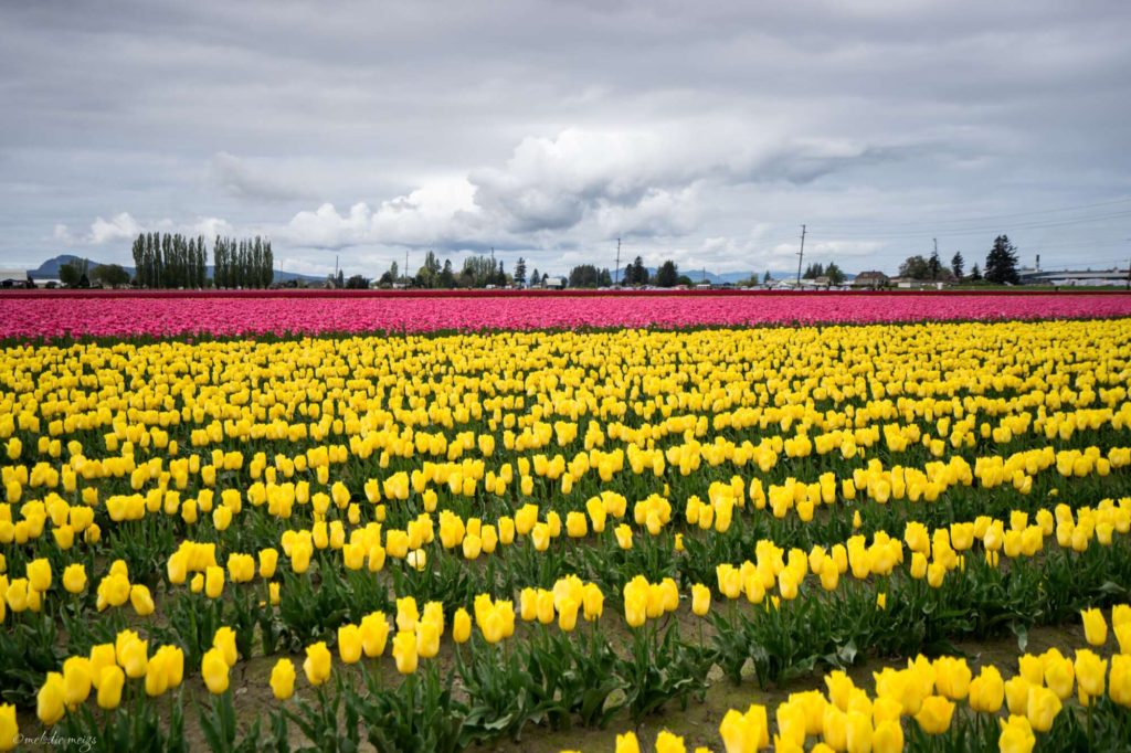 skagit valley tulip festival yellow and pink