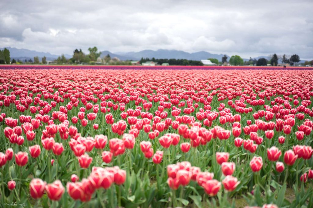skagit valley tulip festival white-tipped red