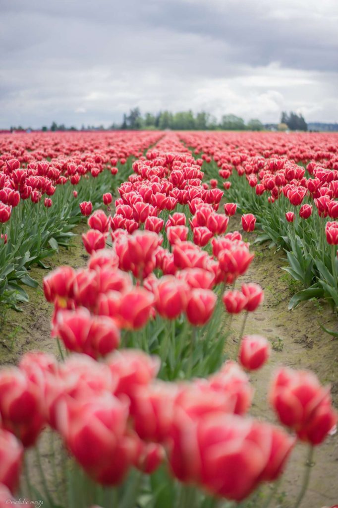 skagit valley tulip festival row of red with white tips