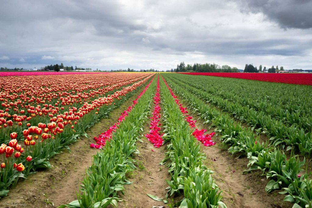 tulip field inspired quilt inspiration