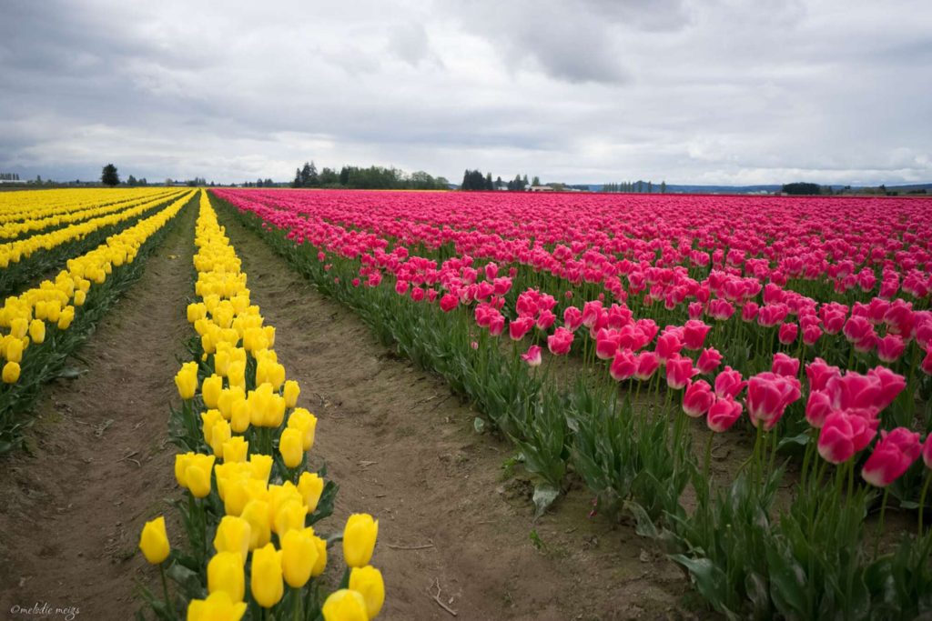 tulip field inspired quilt inspiration