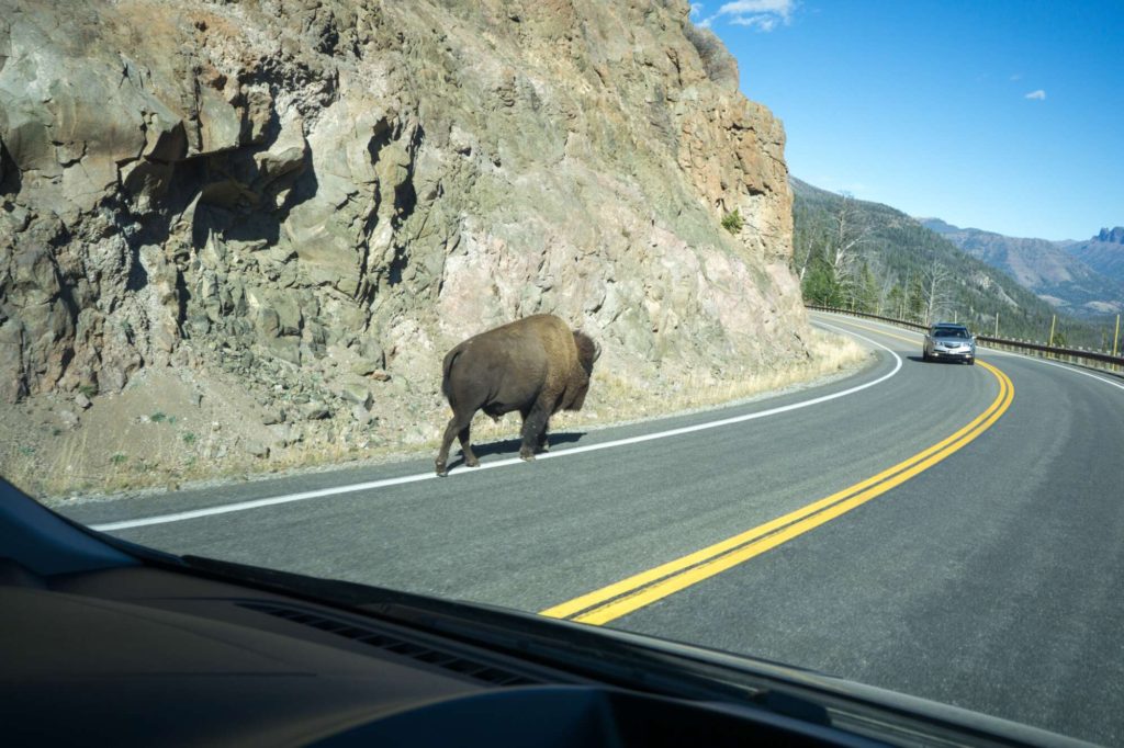 yellowstone bison on road