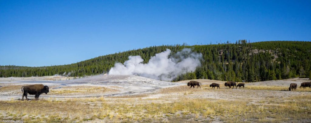 old faithful yellowstone with bison herd